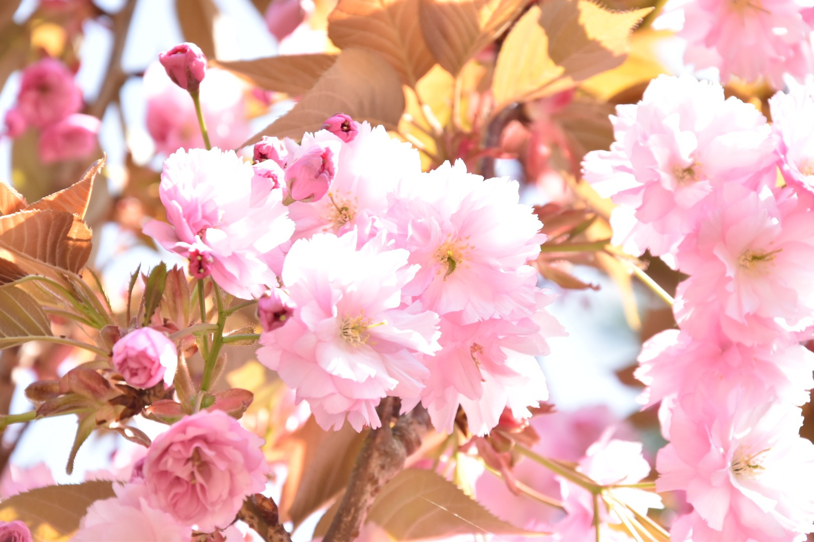 Huisartsenpraktijk Nijhof & Wassenaar-Hrlic